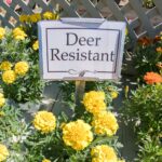 Tips For Creating A Deer Resistant Garden In Oregon