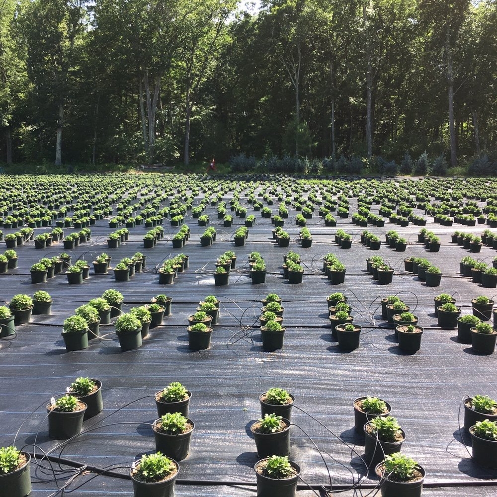 TOP 10 BEST Nurseries Gardening Near Windham NH Updated 2025 Yelp