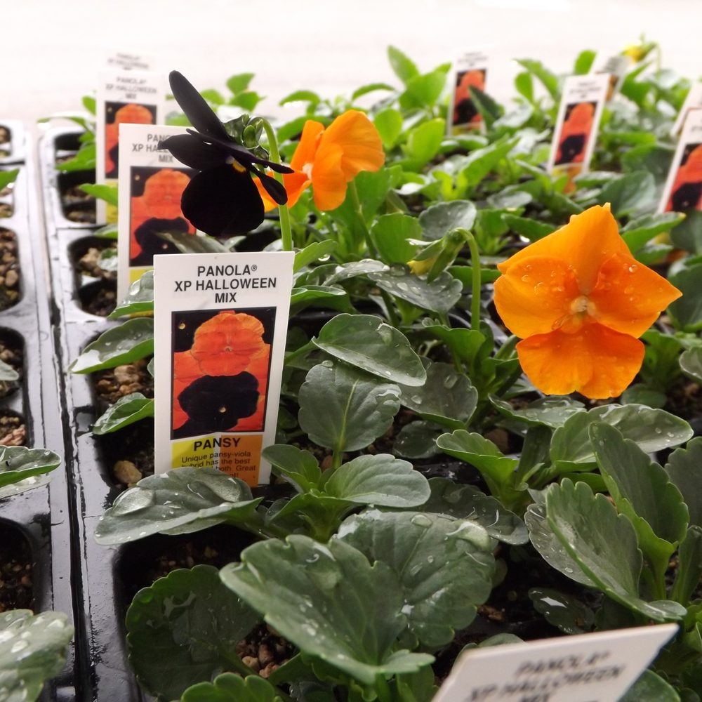 landscape nursery grants