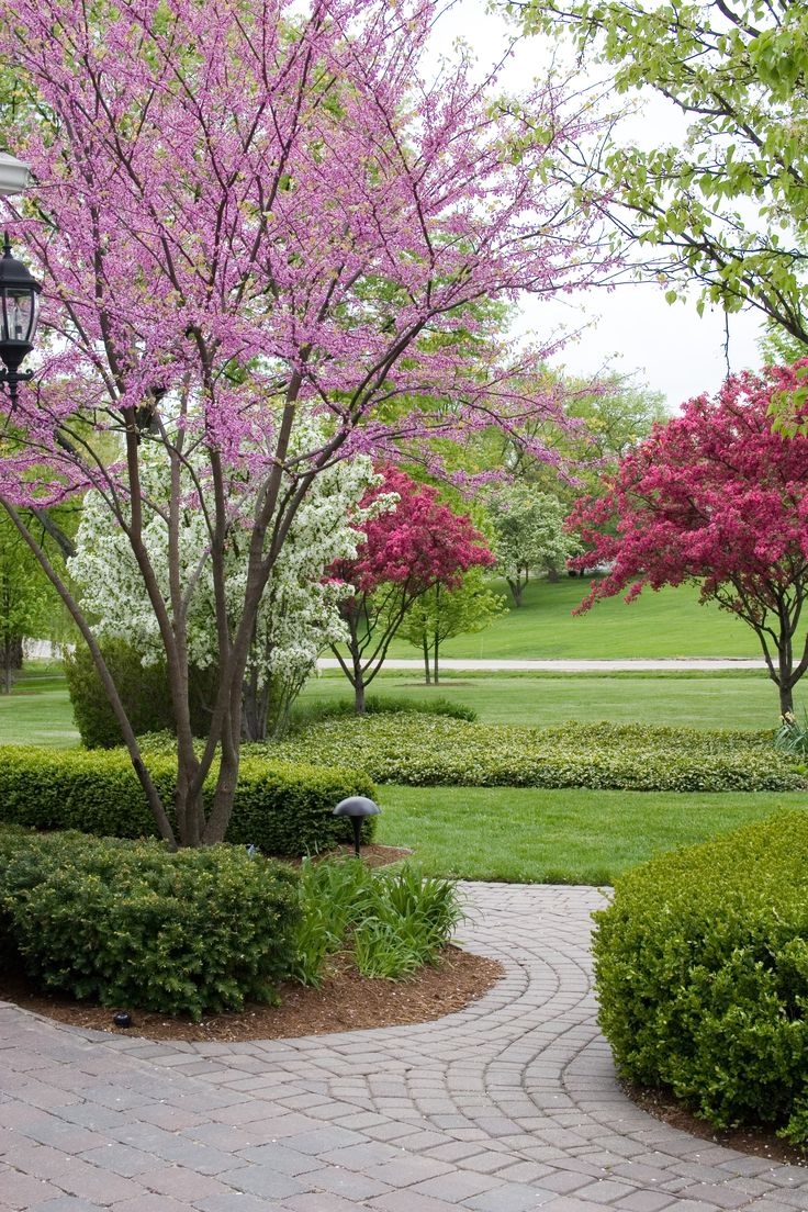 Top 10 Dwarf Ornamental Trees For The Landscape Dig It 