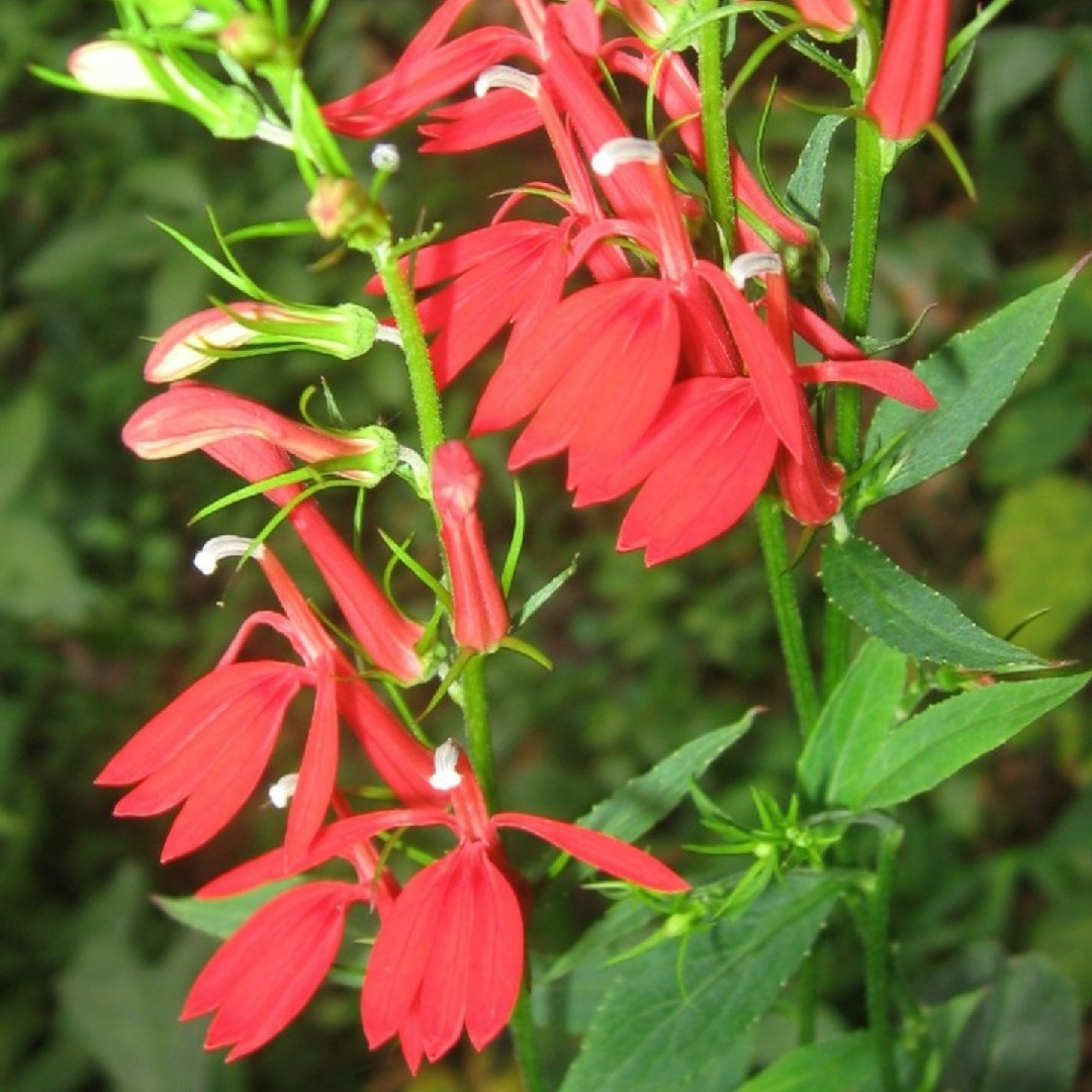 birmingham landscape plants and flowers limited