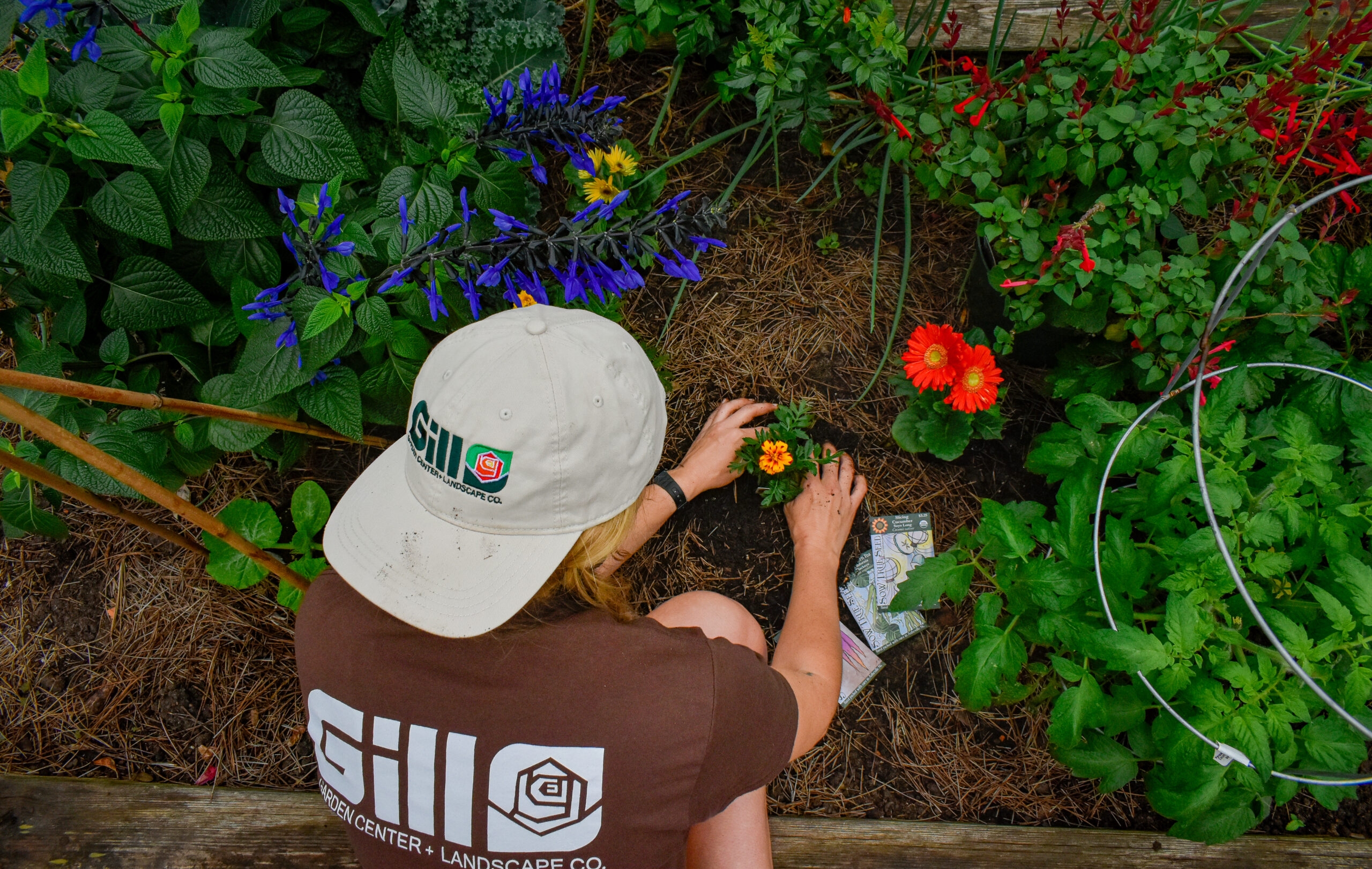Top 6 March Garden Tips From Gill Garden Center Landscape Co 