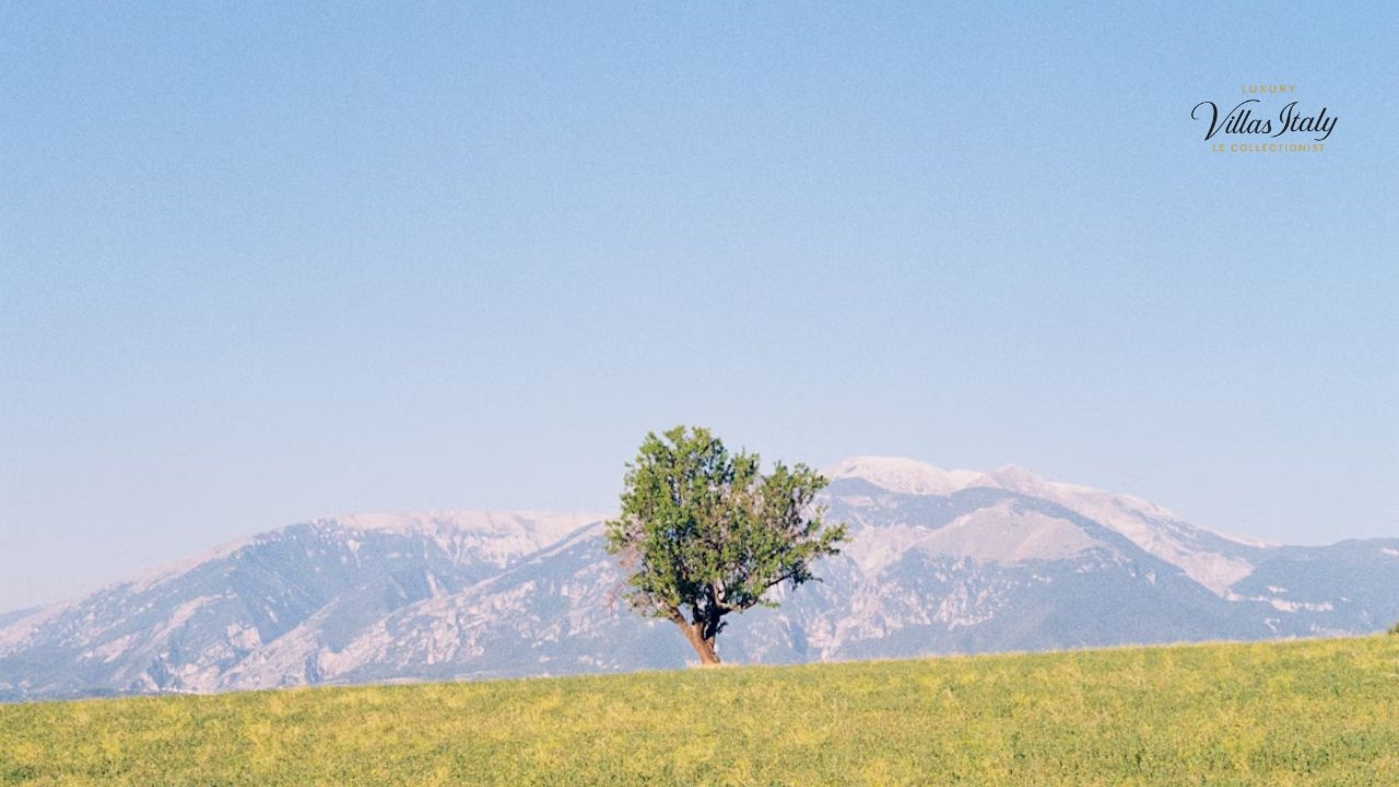 Top Landscape Uses For Trees Shrubs Climbers