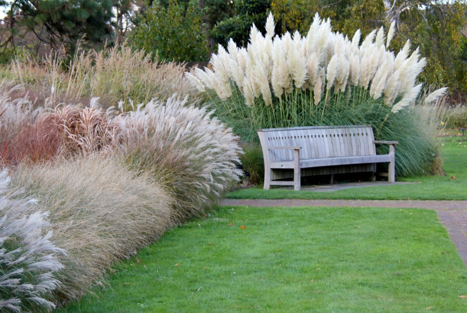 Top Ornamental Grasses For Virginia Gardens