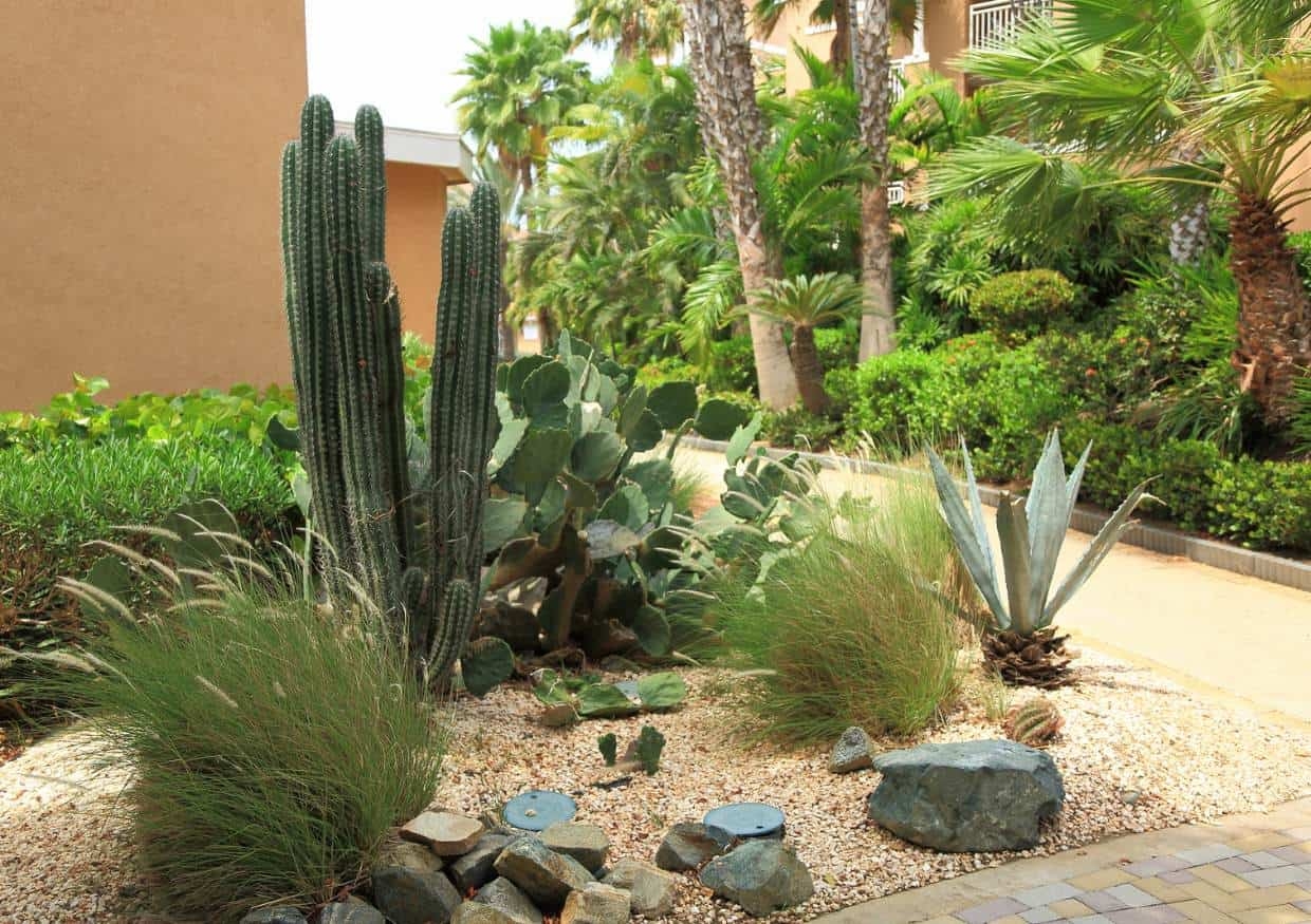 Transform Your Yard 10 Best Desert Plants For A Beautiful Landscape
