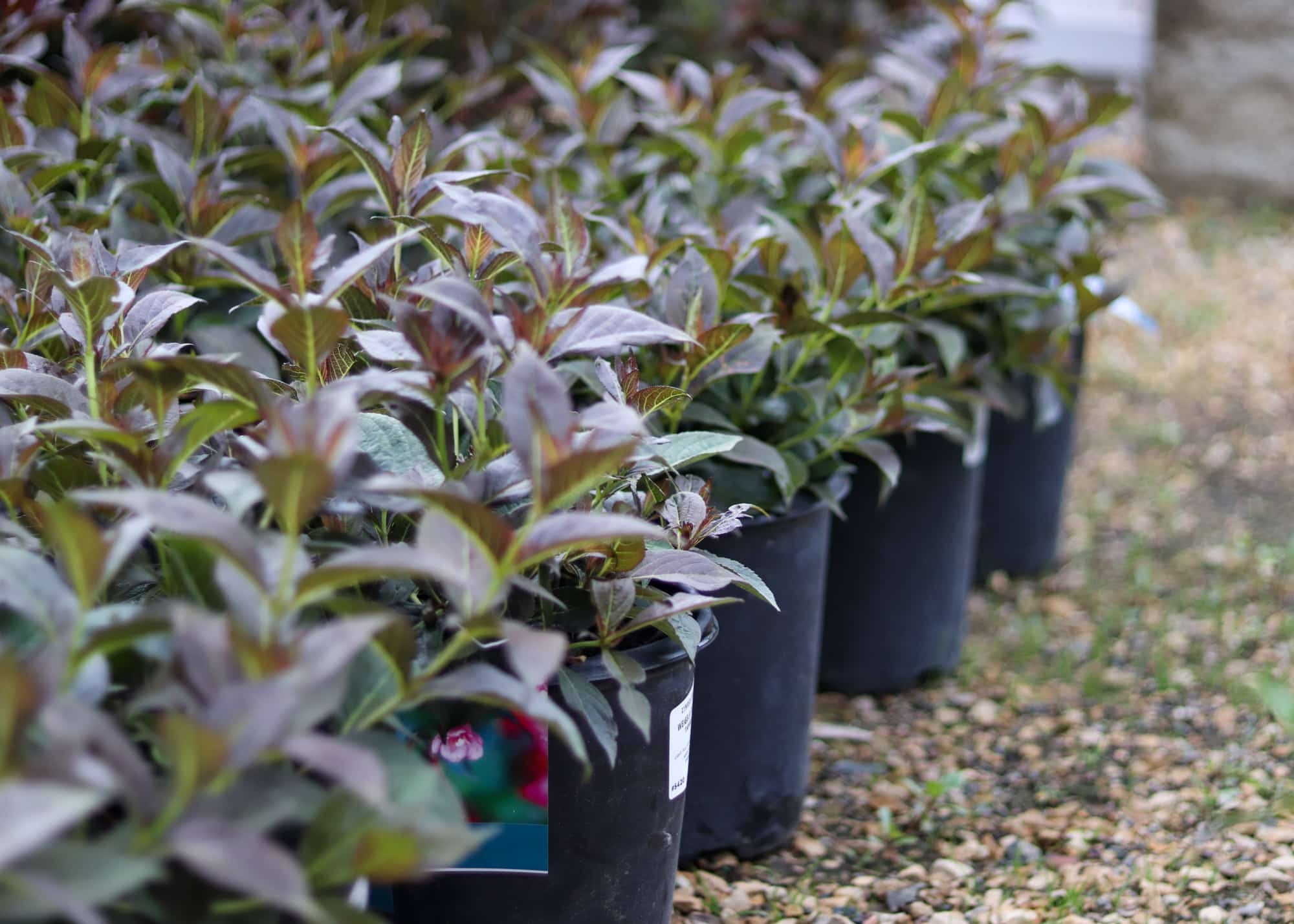 zywiec's landscape and garden center zywiec's landscape and garden center