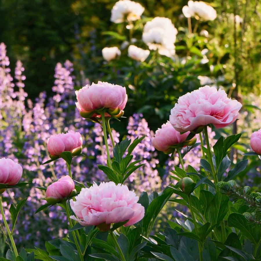 Try These Peony Companion Plants For Style In Beds Borders Gardening Know How