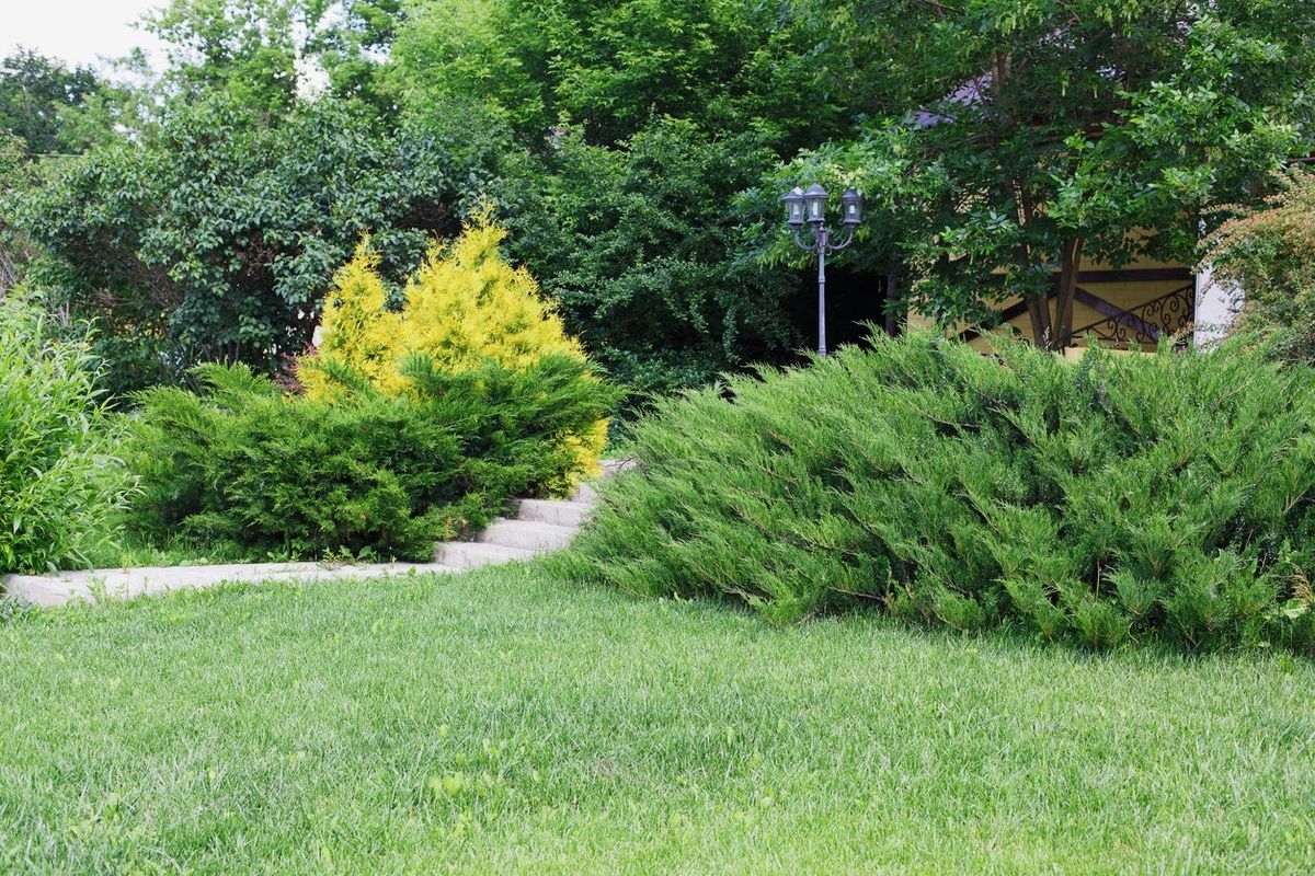 Types Of Evergreen Bushes Common Evergreen Shrubs For Landscaping Gardening Know How