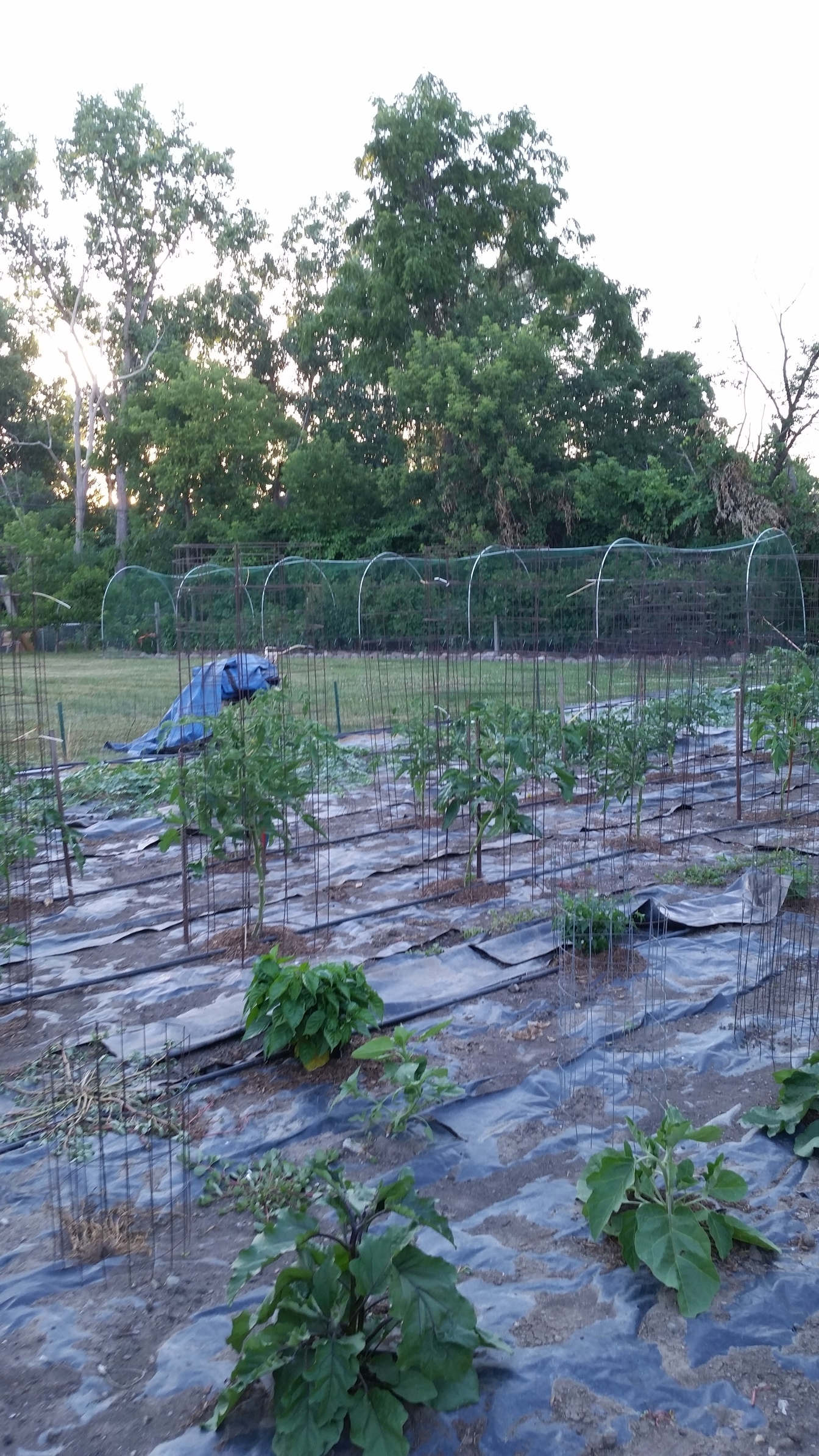 landscape fabric for vegetable garden landscape fabric for vegetable garden