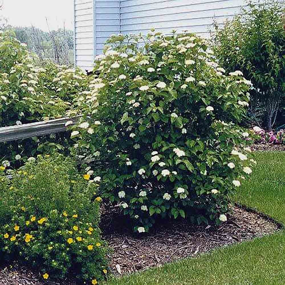 Viburnum Dentatum Arrowwood Viburnum Sugar Creek Gardens