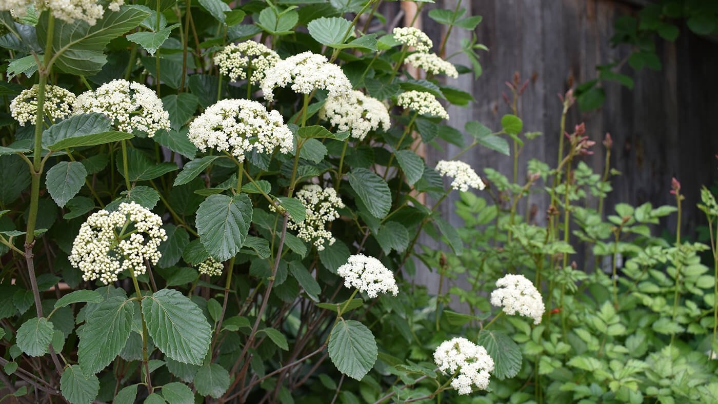 Viburnum Varieties For Landscaping And Naturalizing