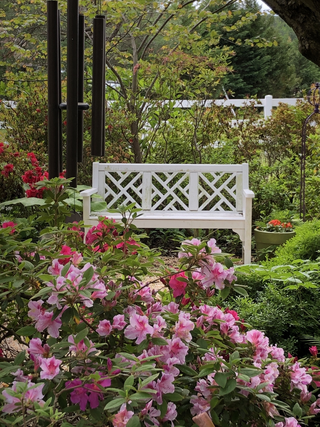 landscape uses for azaleas