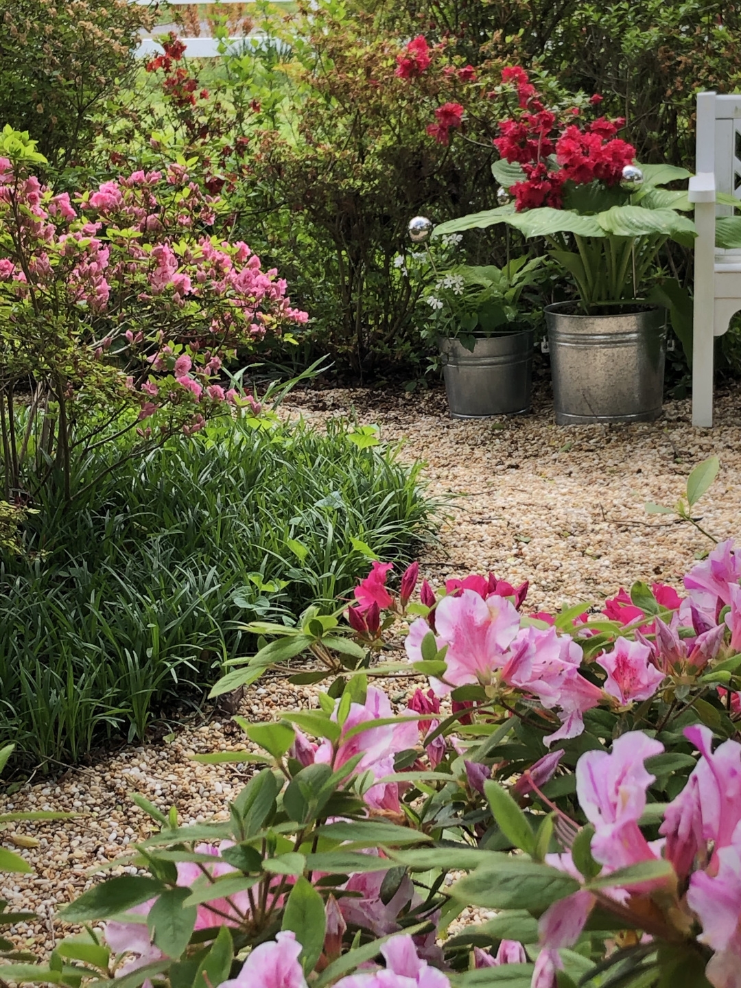 azalea landscape uses