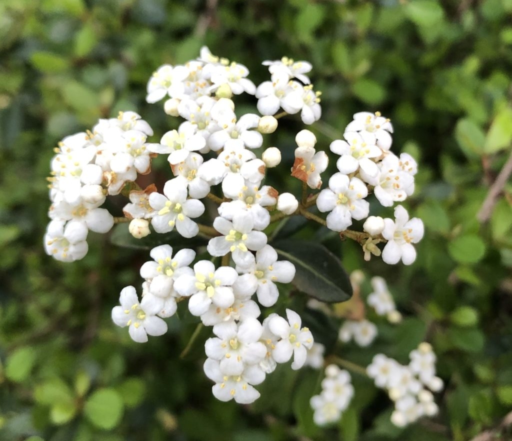 Walter s Viburnum For The Landscape And Native Gardens Yard Doc Carol