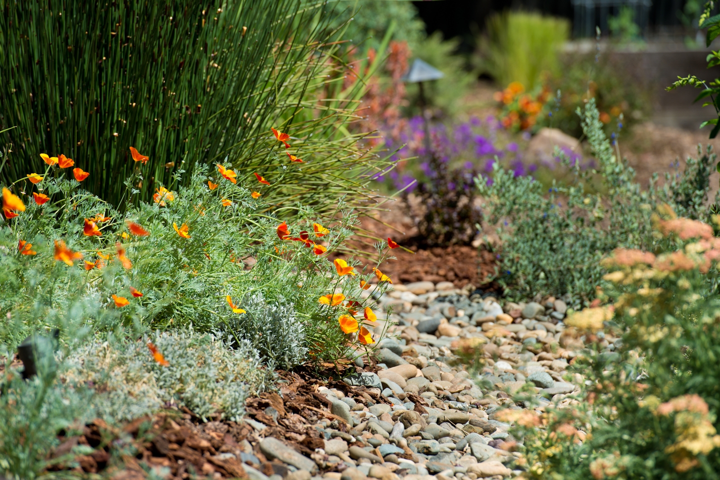Water Efficient Landscaping