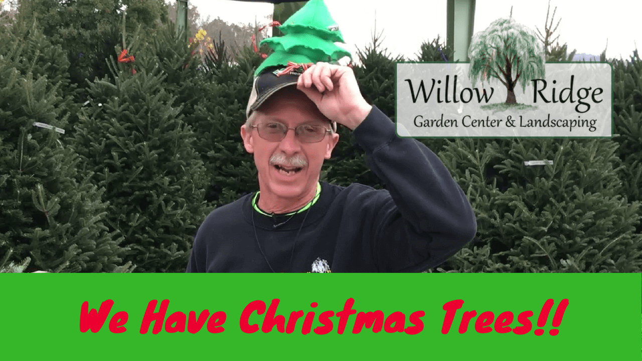 We Have Christmas Trees