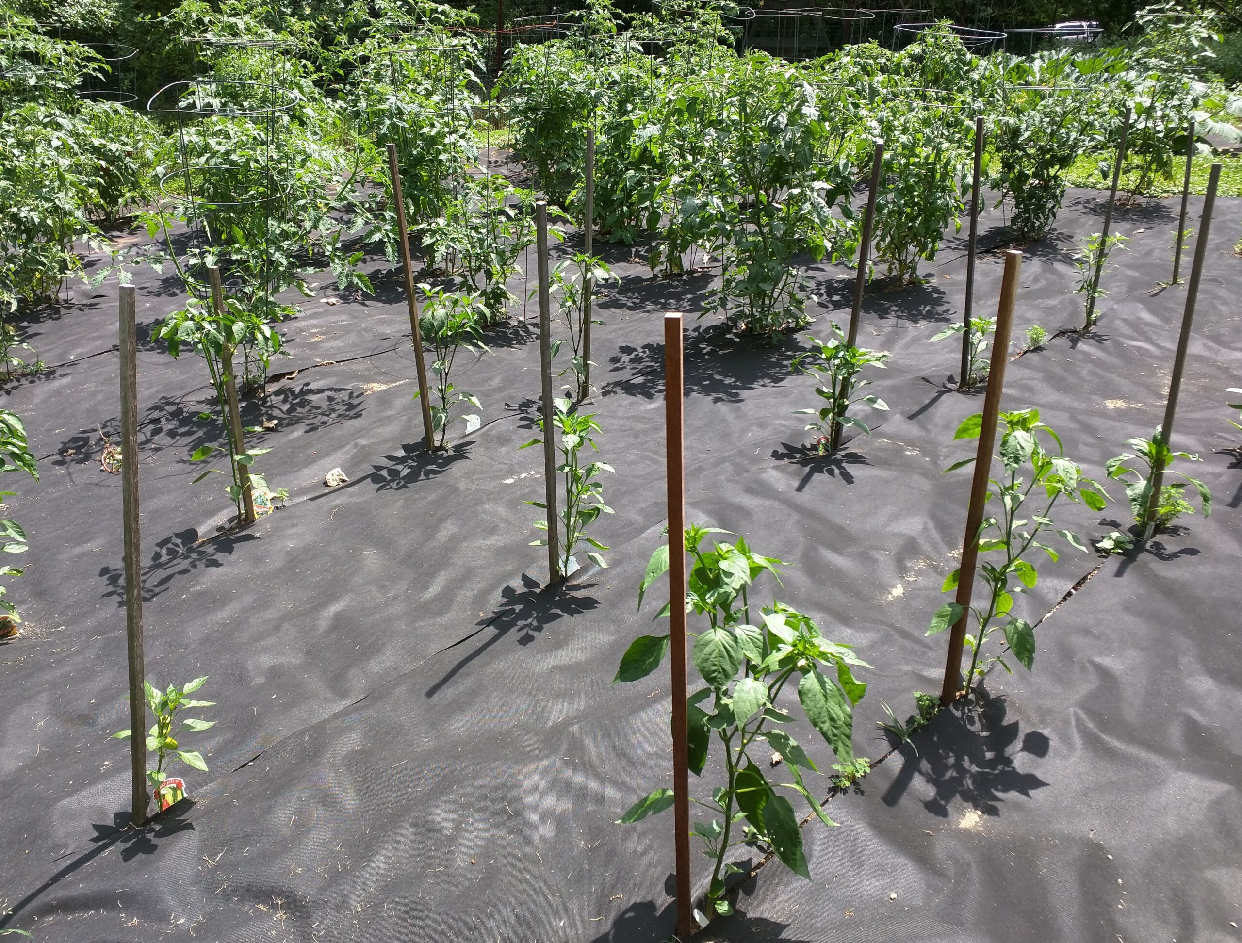 Weed Control In The Vegetable Garden Sue Barton Weed Control In The Vegetable Garden Sue Barton