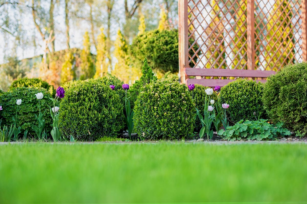 boxwood characteristics in landscaping