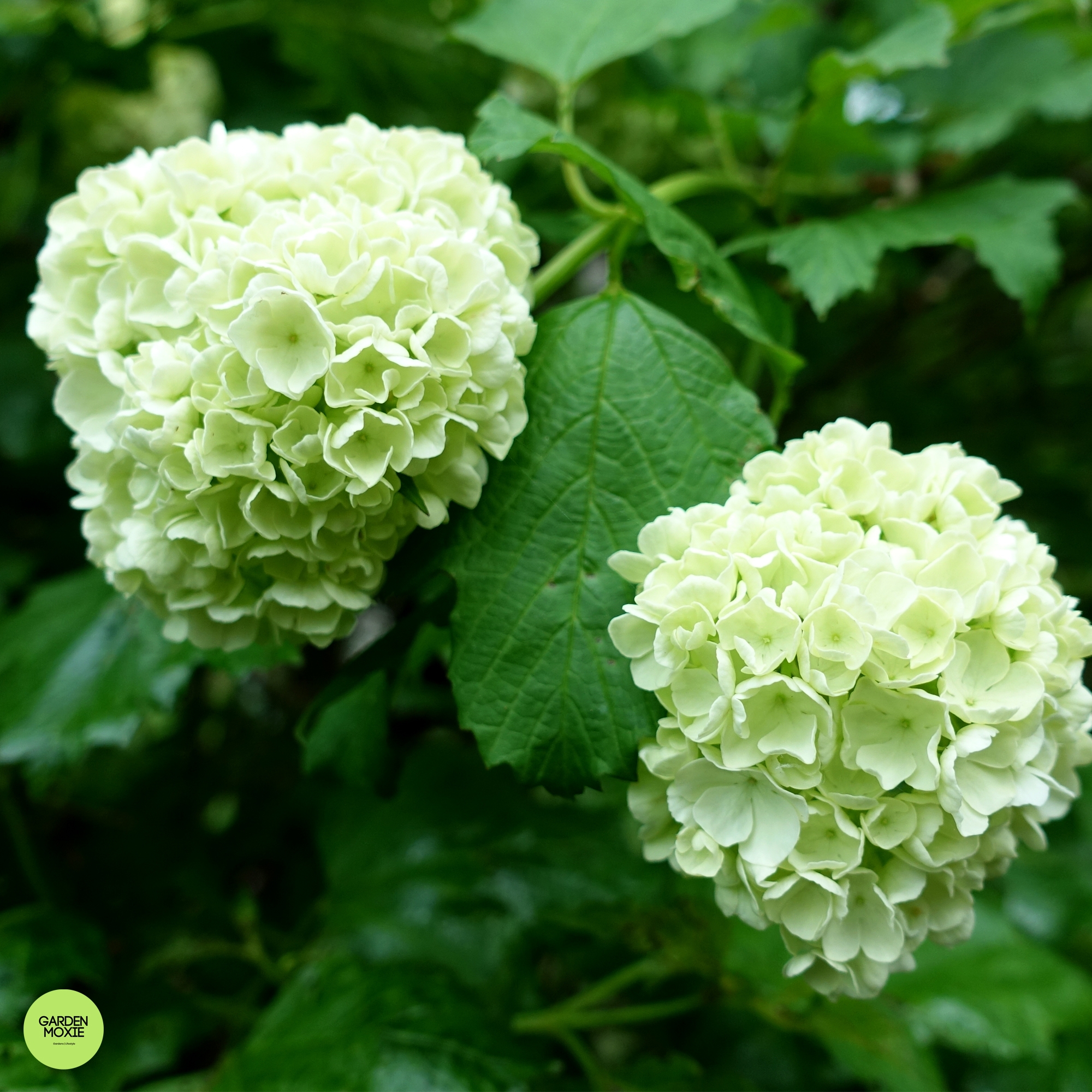 viburnum landscape uses