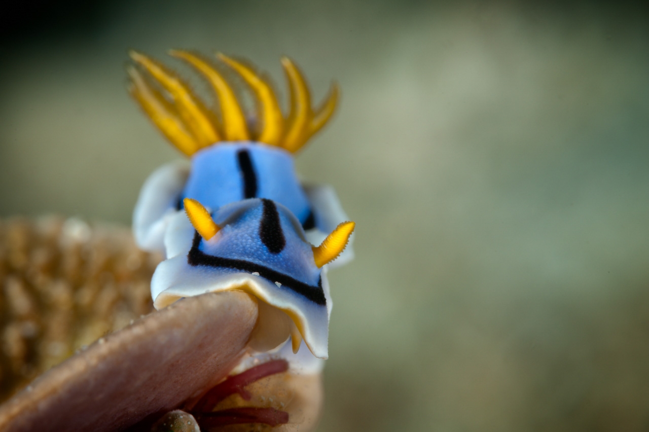 Why And How Creating A Bokeh In Nature Photography