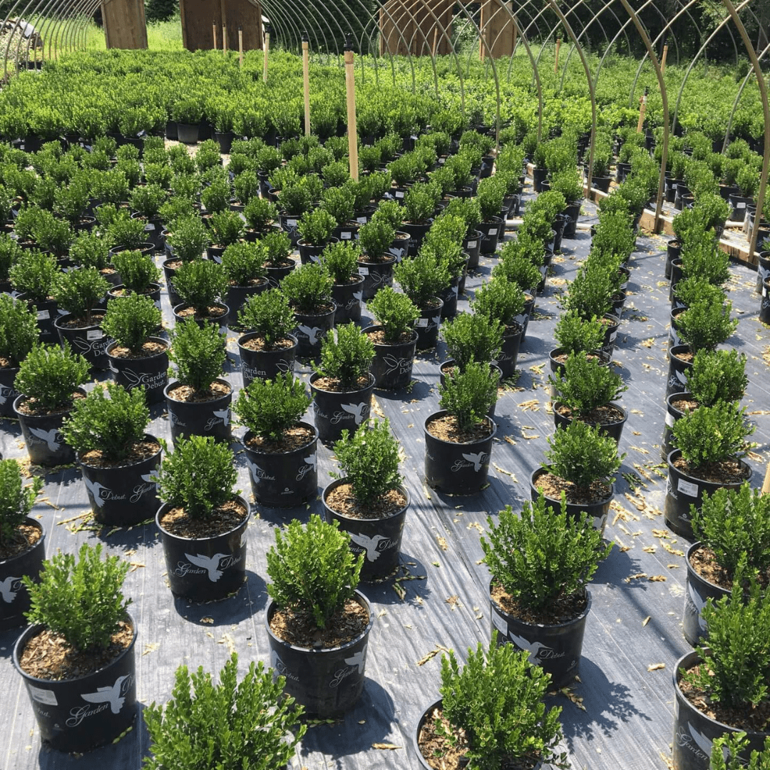 Why Choose Cross Creek Cross Creek Nursery And Landscape
