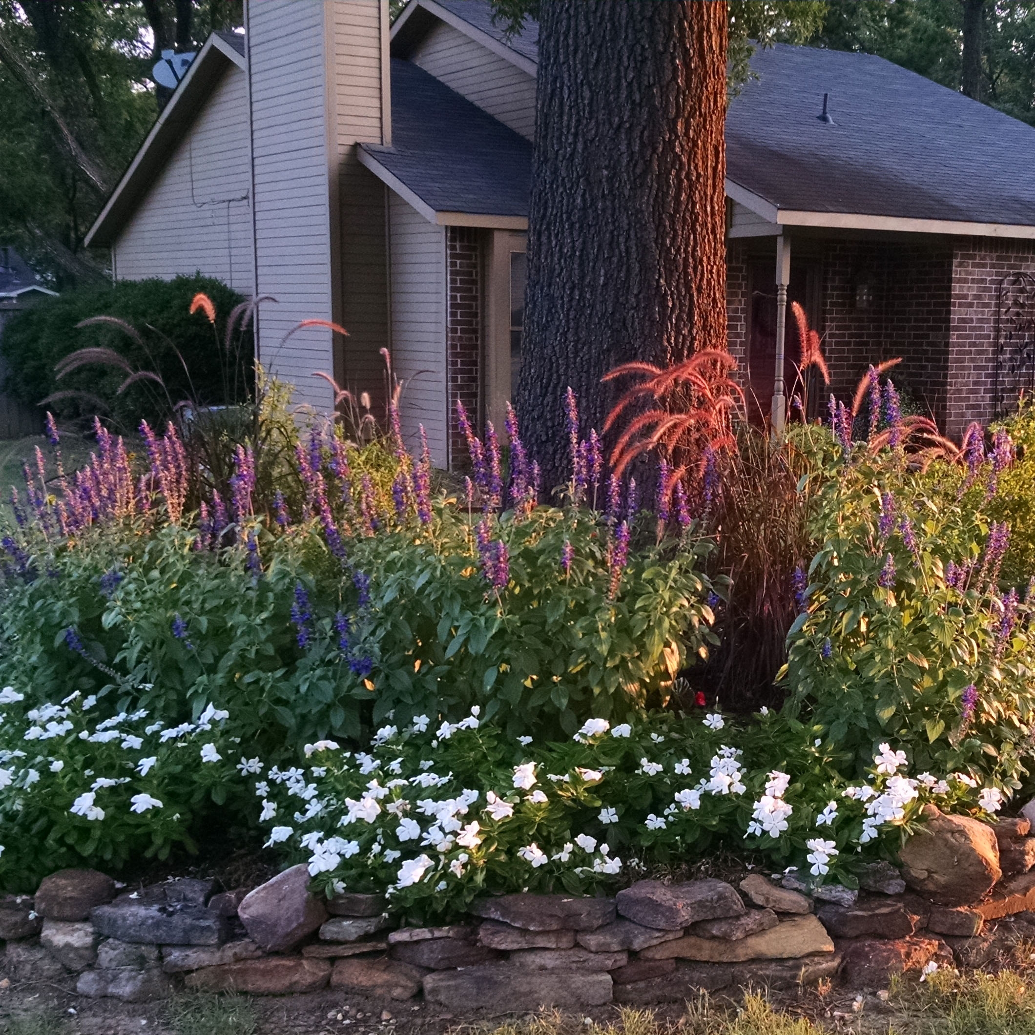 Why I Love Mystic Spires Salvia Good Earth Garden Center