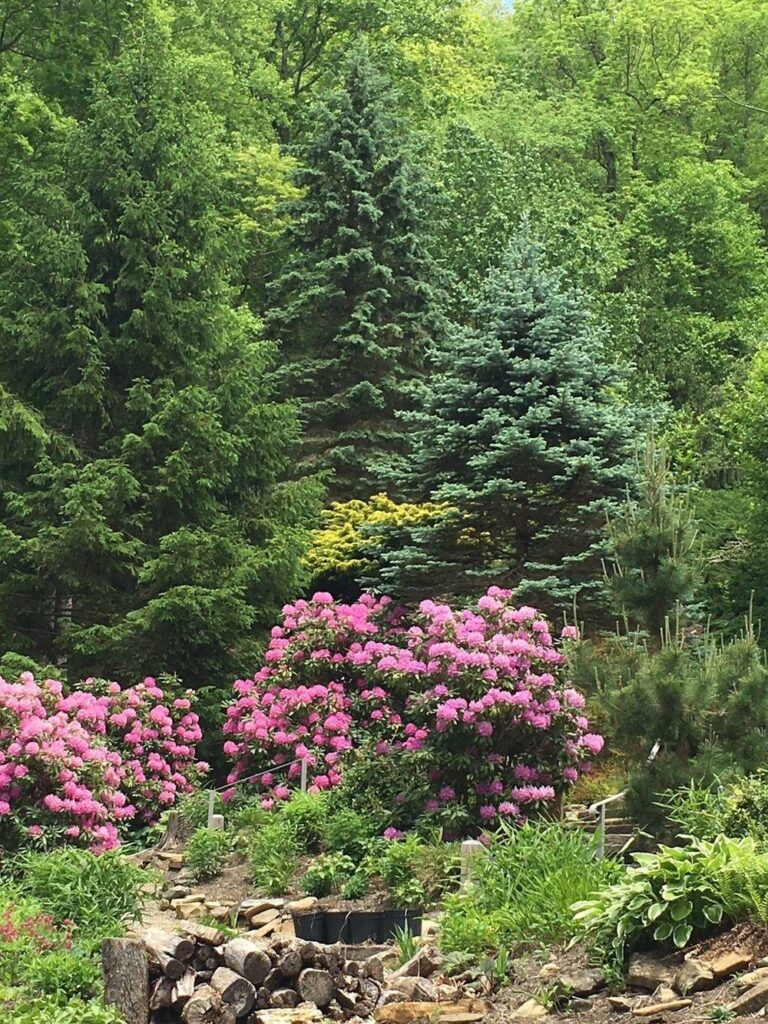 Why You Should Add Rhododendrons To Your Landscape B B Barns Garden Center Landscaping
