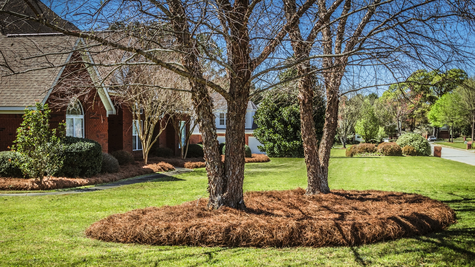 Why You Should Think Twice Before Using Fallen Pine Needles As Mulch