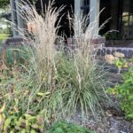 Yard And Garden Ornamental Grasses News