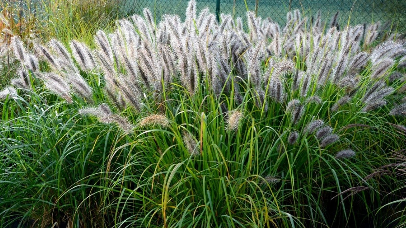 Zone 7 Grass Planting Choosing Ornamental Grass Plants For Zone 7 Landscapes Gardening Know How